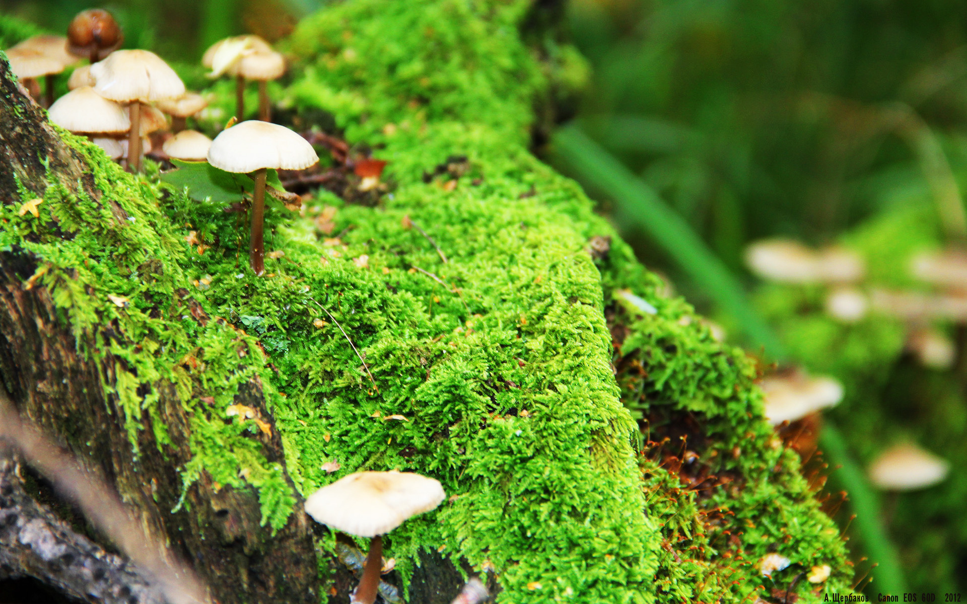 绿茵场上的文化碰撞，从英超争冠焦点战到毕尔巴鄂正面击溃墨西哥的足球哲学启示